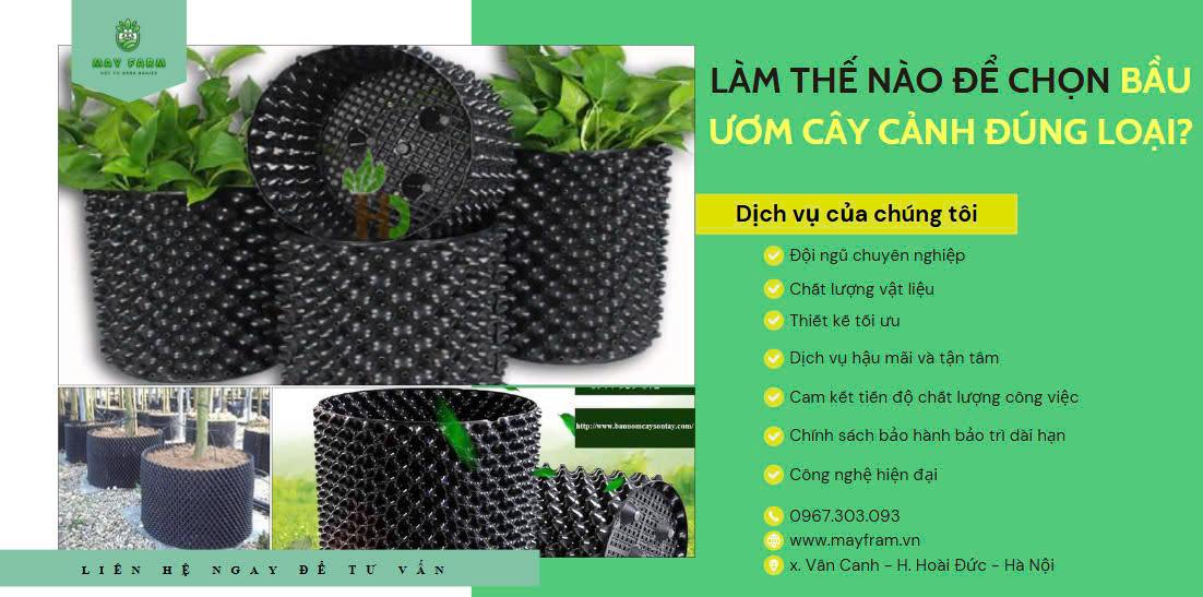 Làm thế nào để chọn bầu ươm cây cảnh đúng loại?