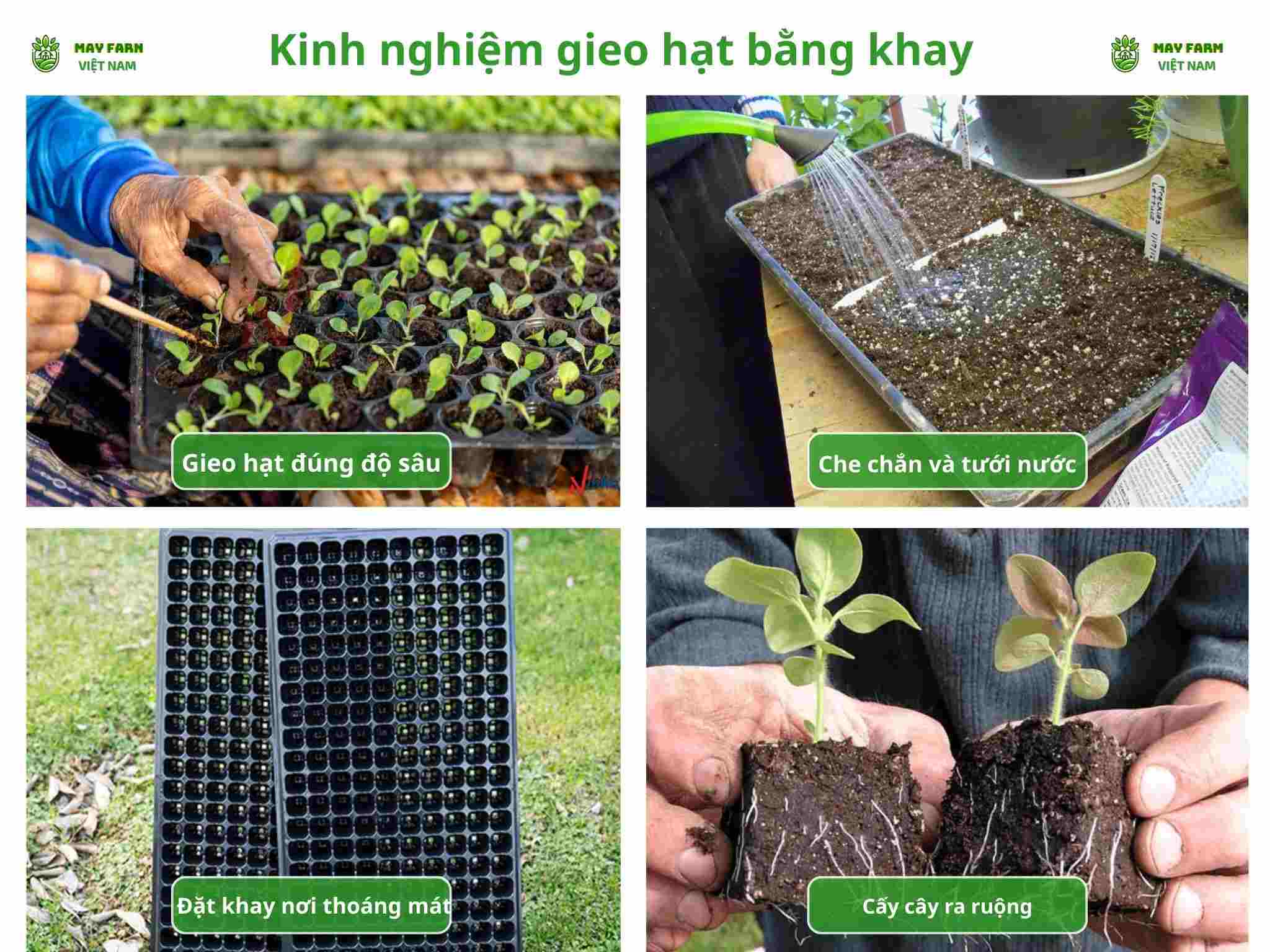 Kinh nghiệm gieo hạt bằng khay