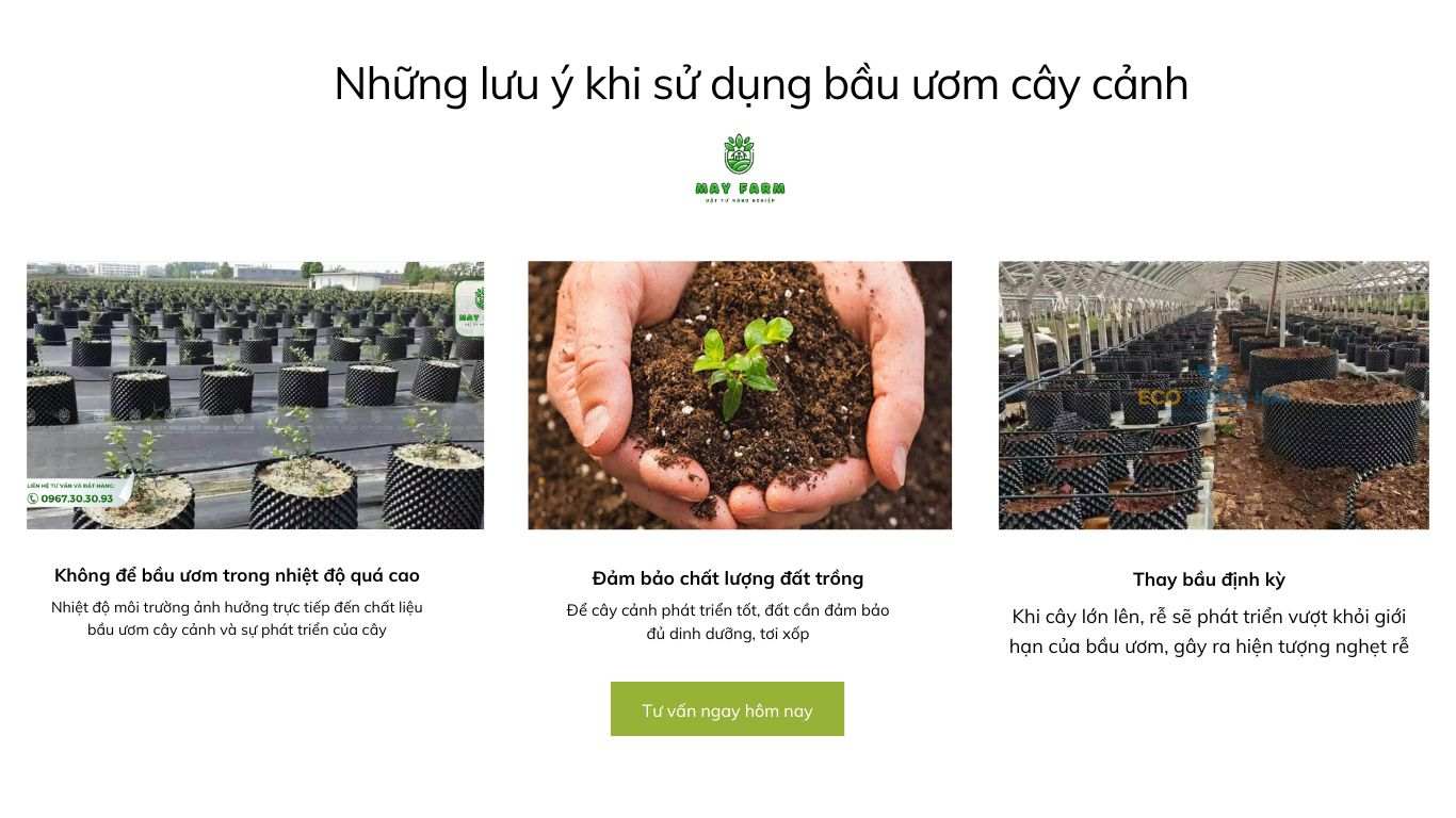 Những lưu ý khi sử dụng bầu ươm cây cảnh
