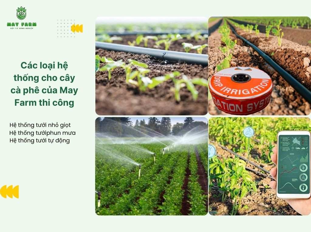 Các loại hệ thống cho cây cà phê của May Farm thi công