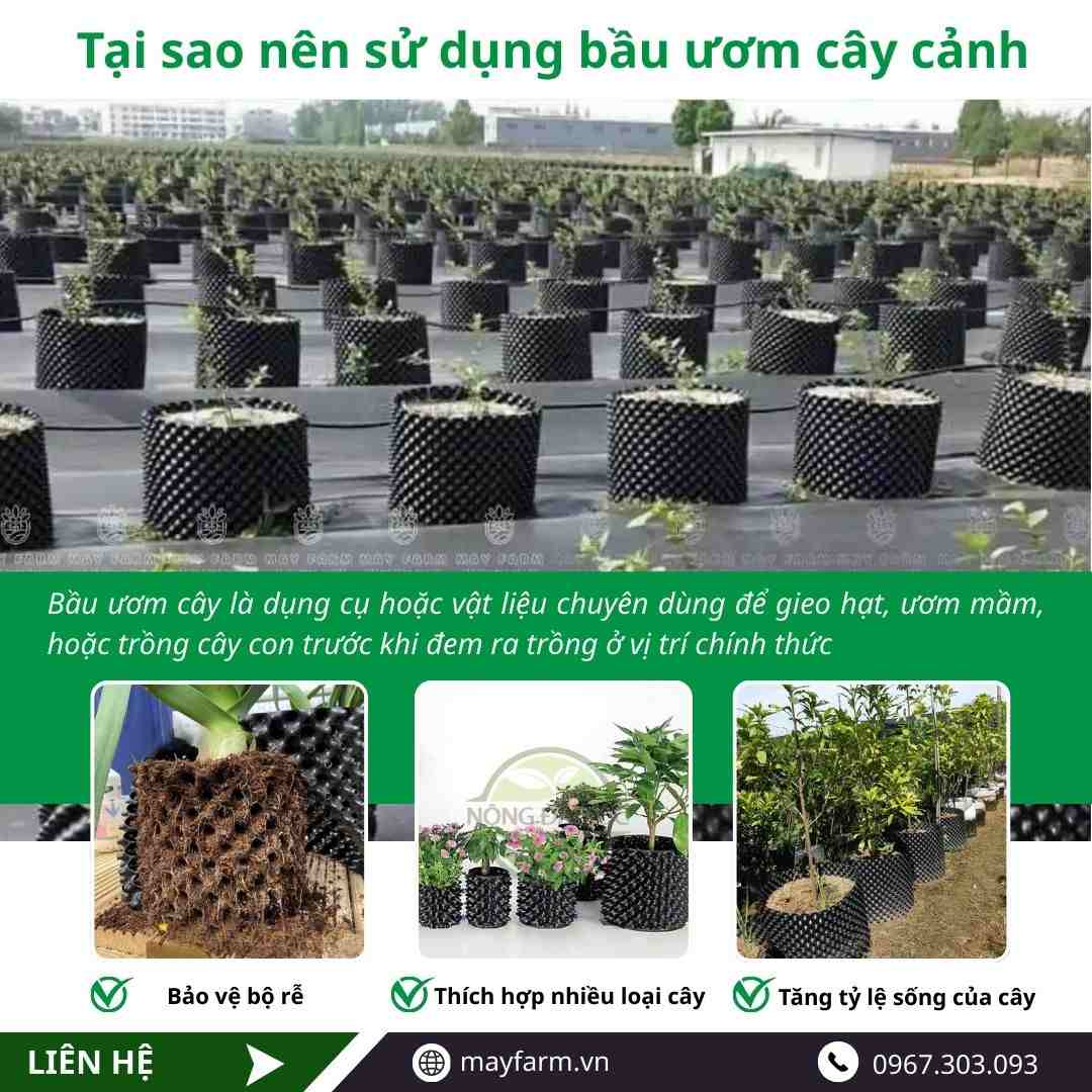 Tại sao nên sử dụng bầu ươm cây cảnh