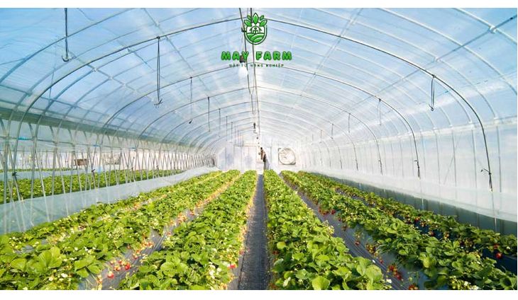  Cách lựa chọn màng phủ nhà kính phù hợp với cây trồng