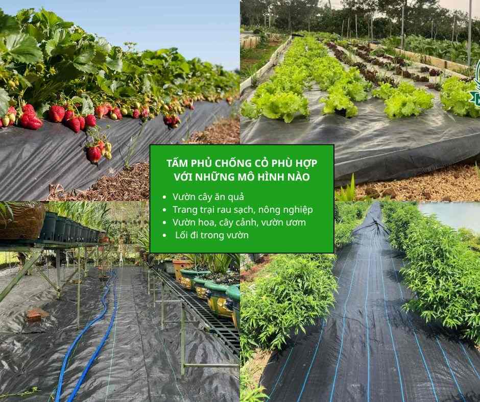 Tấm phủ chống cỏ phù hợp với những mô hình nào