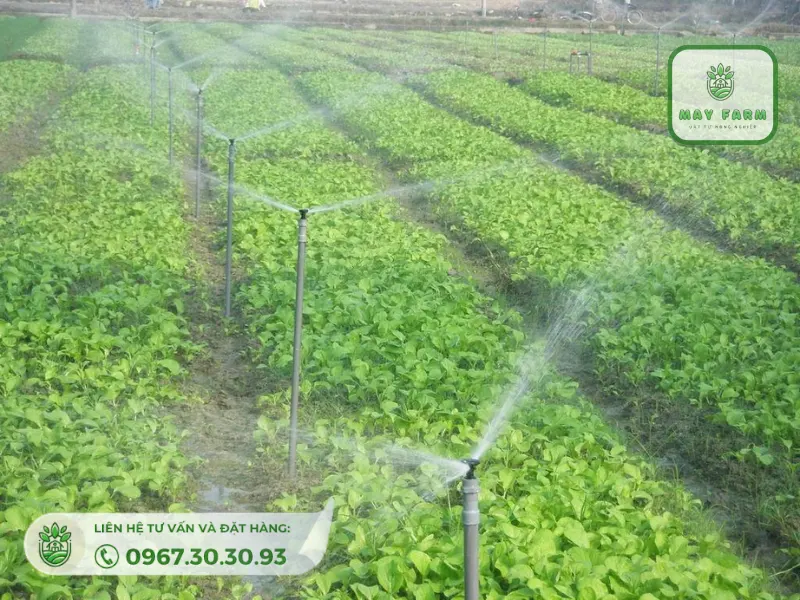 hệ thống tưới nước phun mưa là giải pháp hữu ích cho các nông trại