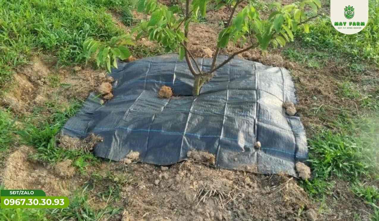 Lợi ích của bạt phủ chống cỏ