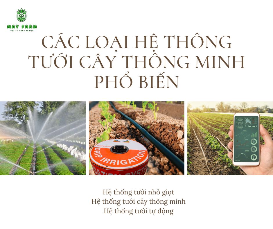Các loại hệ thống cây thông minh phổ biến