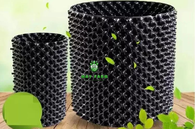 Bấu ươm cây con