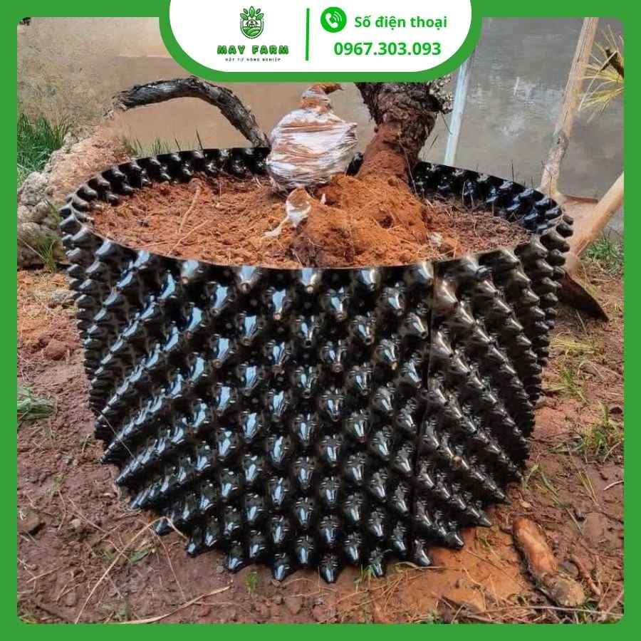 Bầu Ươm V6 Bán Lẻ Từ 1m Giá Tốt, Nhiều Kích Thước