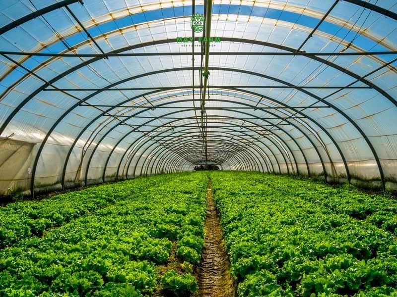 Màng phủ nhà kính bảo vệ cây trồng khỏi thời tiết khắc nghiệt