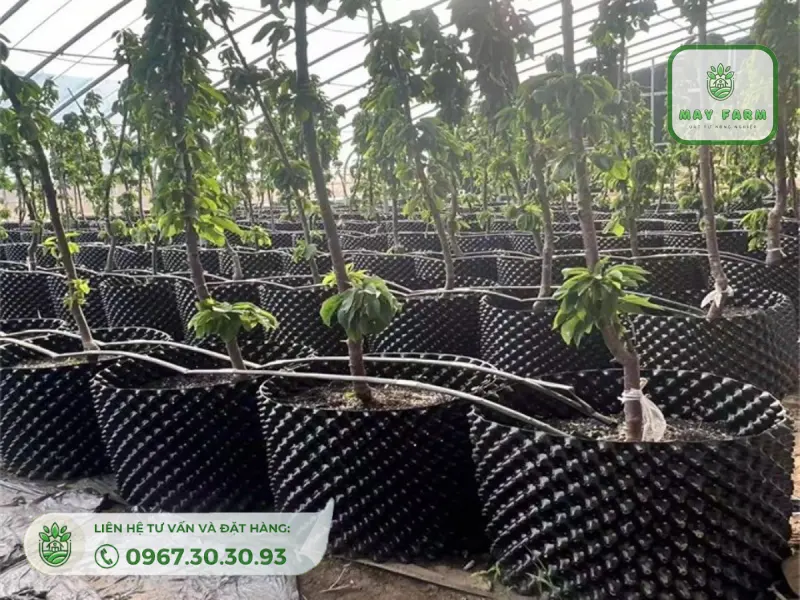 bầu ươm v7 20cm từ may farm được thiết kế đa năng và có thể ứng dụng rộng rãi trong nhiều hoàn cảnh khác nhau