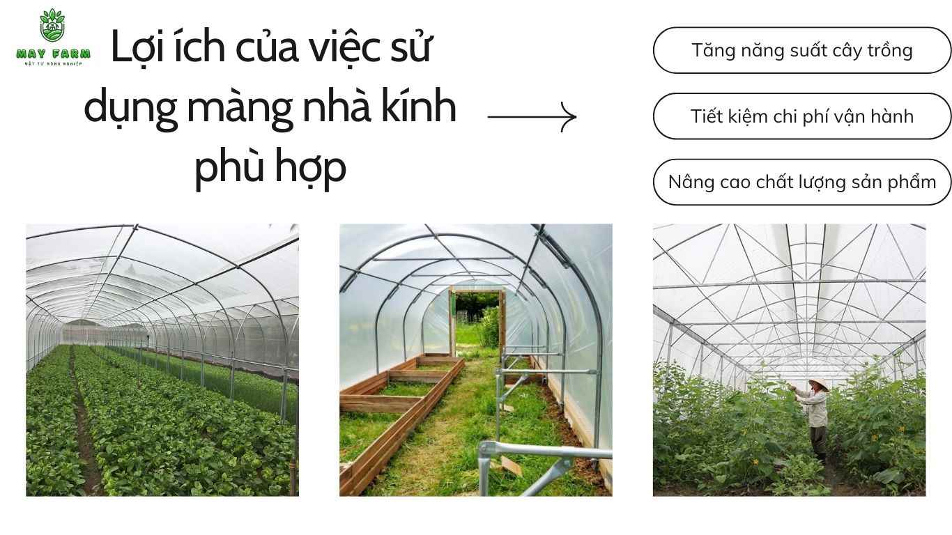 Màng nhà kính tăng năng suất cây trồng