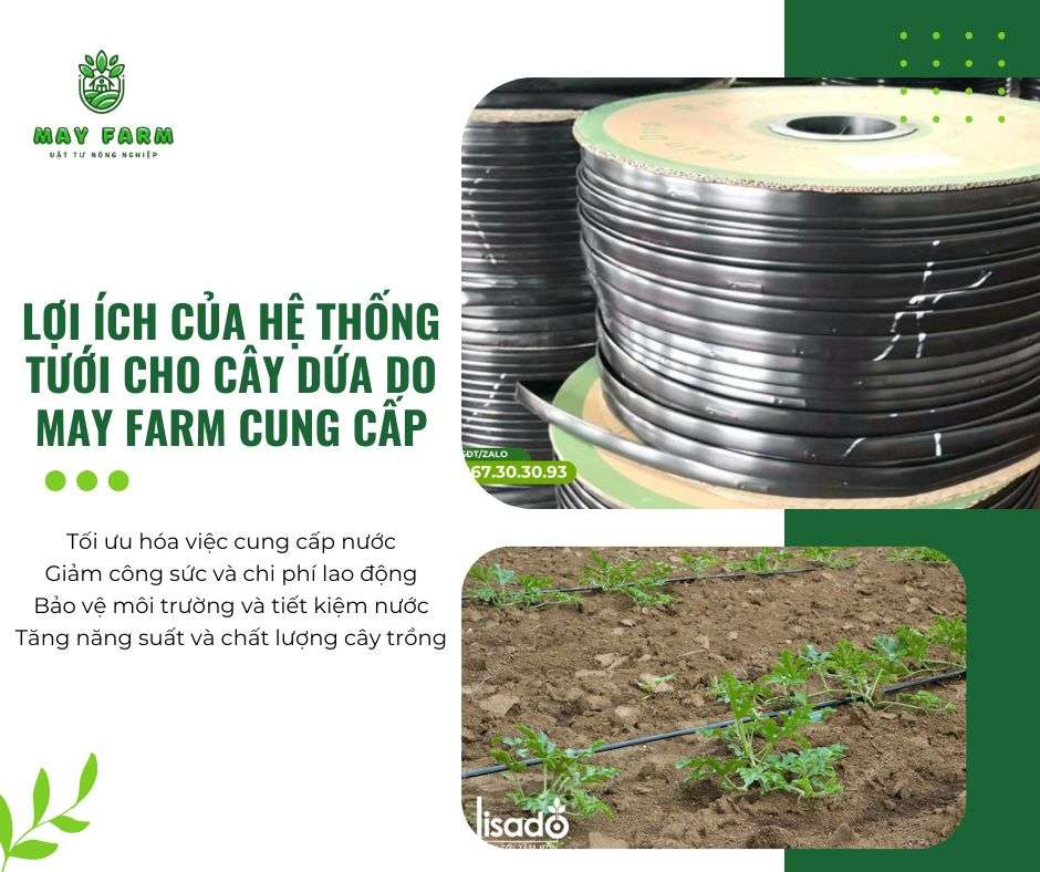 Lợi ích của hệ thống tưới cho cây dứa do May Farm cung cấp