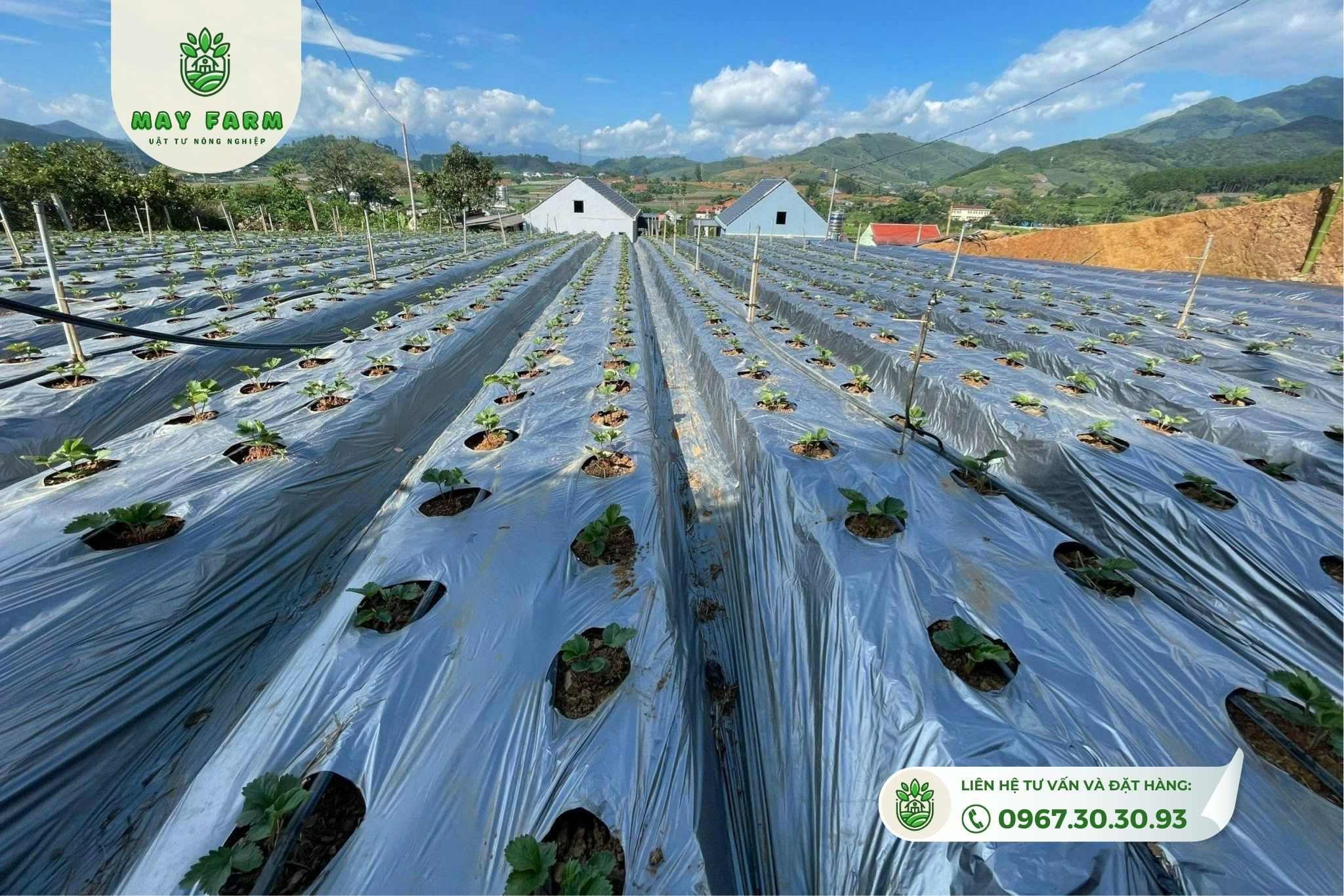 mayfarm