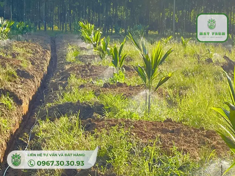 tăng năng suất vườn dừa nhờ thiết lập hệ thống tưới nước tự động