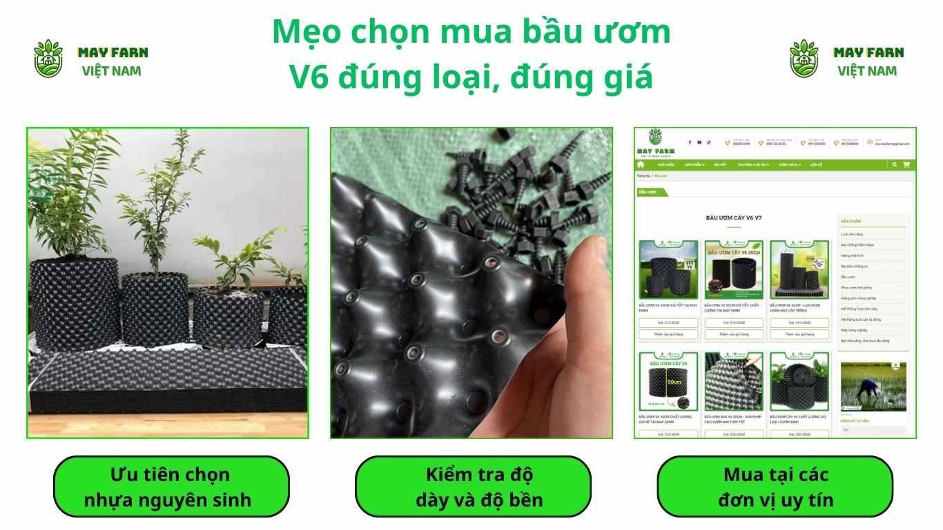 Mẹo chọn mua bầu ươm V6 đúng loại, đúng giá