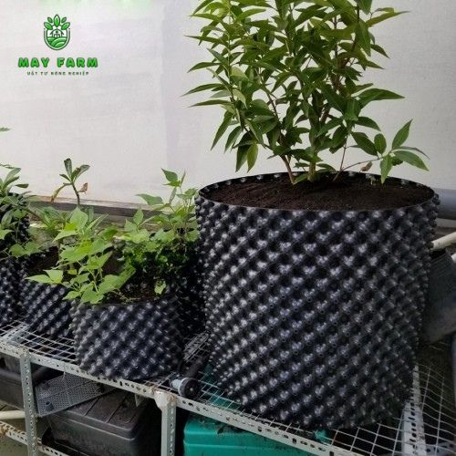 Lợi ích bầu ươm cây loại to - Cây phát triển khỏe mạnh