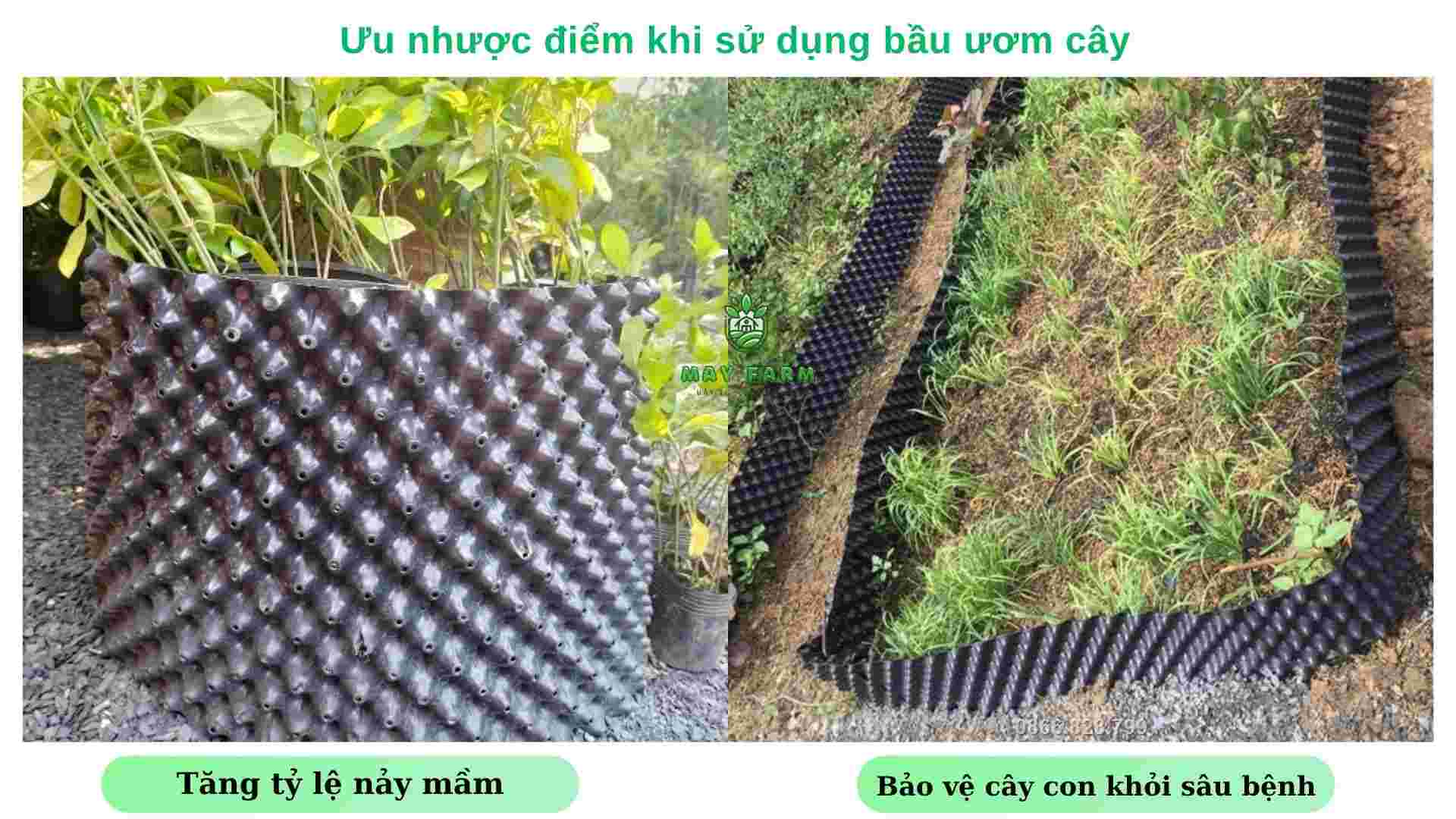 Ưu nhược điểm khi sử dụng bầu ươm cây 