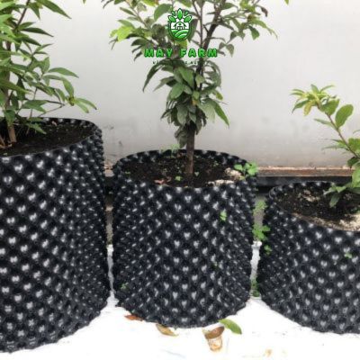 Lợi ích của bầu ươm cây V6