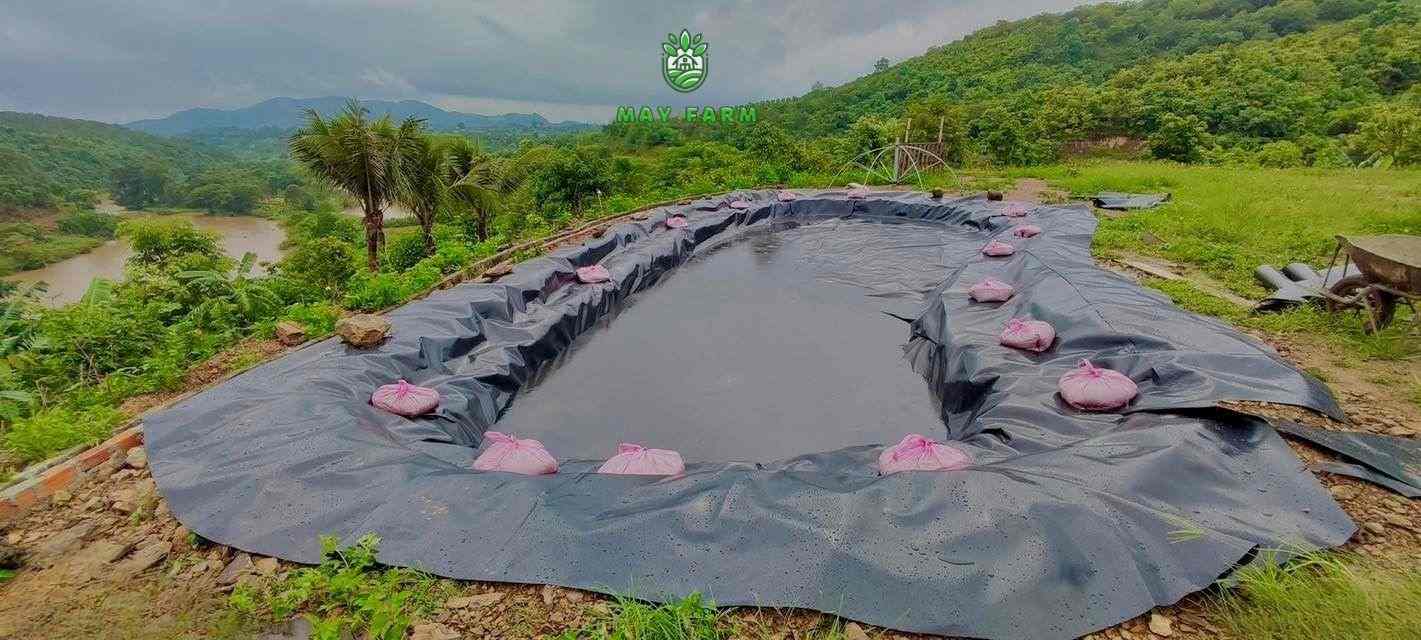 Thi công hồ cảnh qian sân vườn