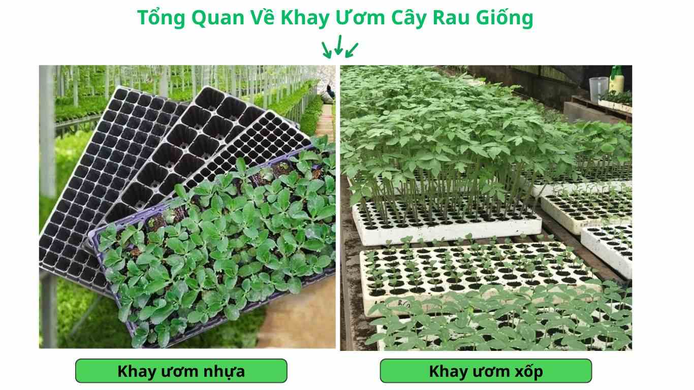 Tổng Quan Về Khay Ươm Cây Rau Giống