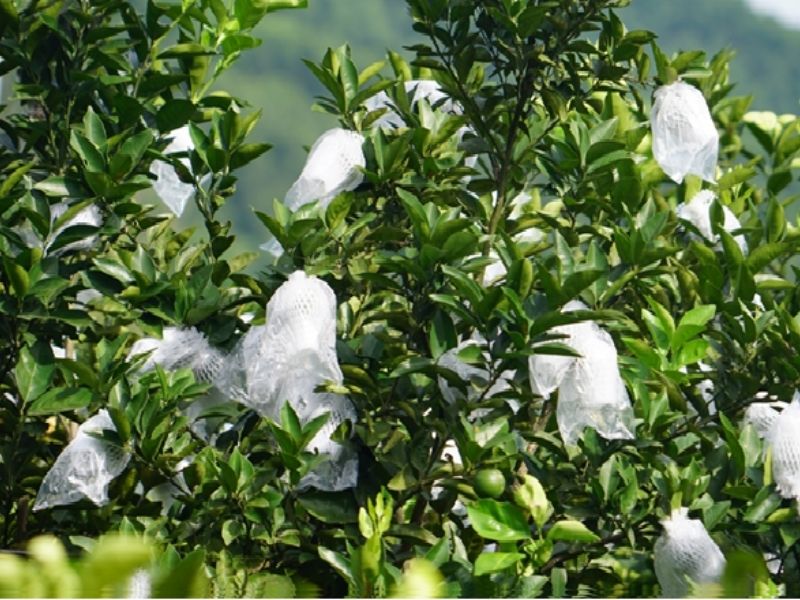 Sử dụng màng bọc để bảo vệ trái cây khỏi ánh nắn mặt trời
