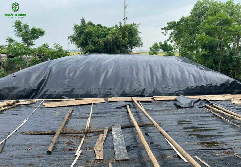 Bạt chống thấm HDPE lót bể biogas chăn nuôi: