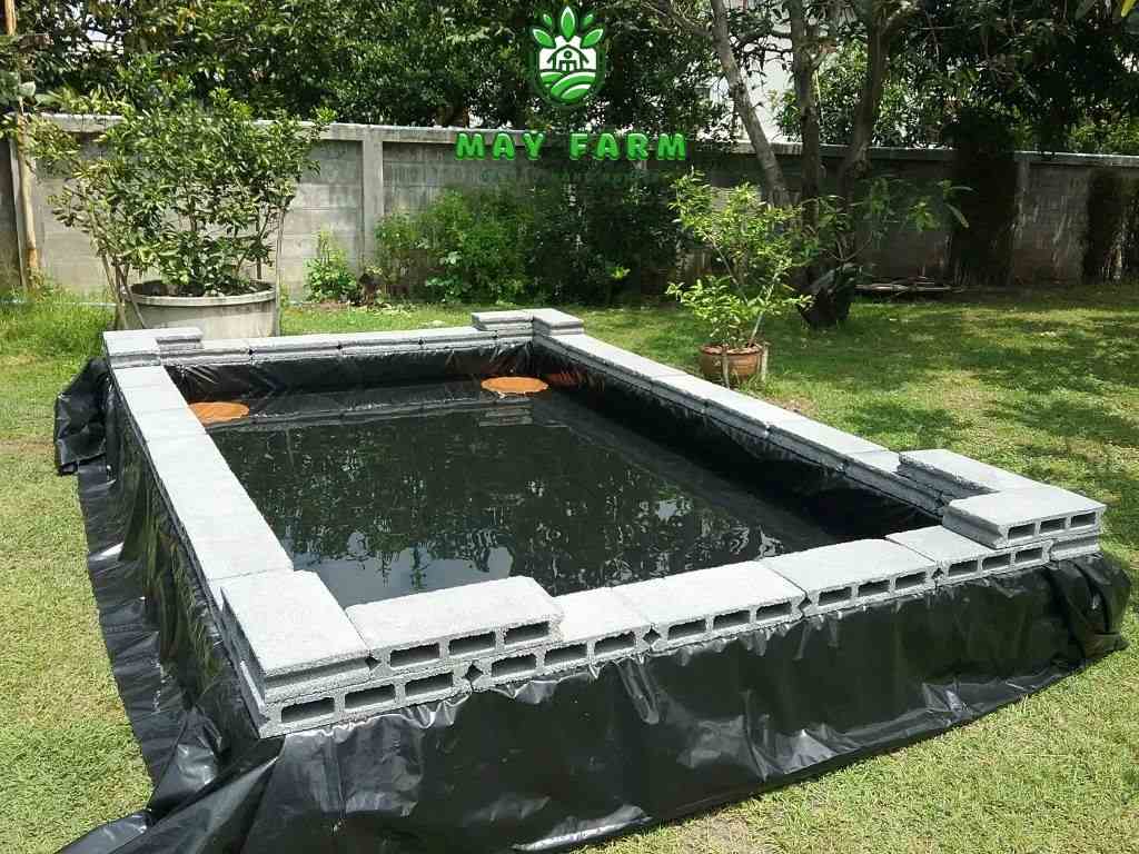 Hồ phong thủy sân vườn nhà vườn Long An