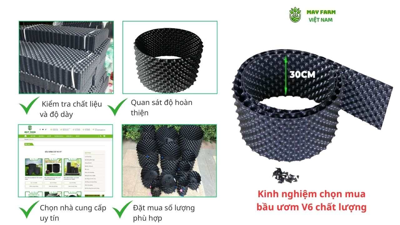 Kinh nghiệm chọn mua bầu ươm V6 chất lượng