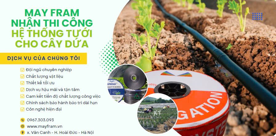 May Fram nhận thi công hệ thống tưới cho cây Dứa