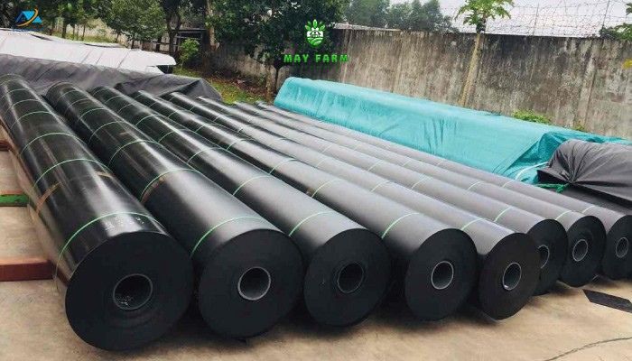 Bạt HDPE 1mm đủ kích thước, chất lượng