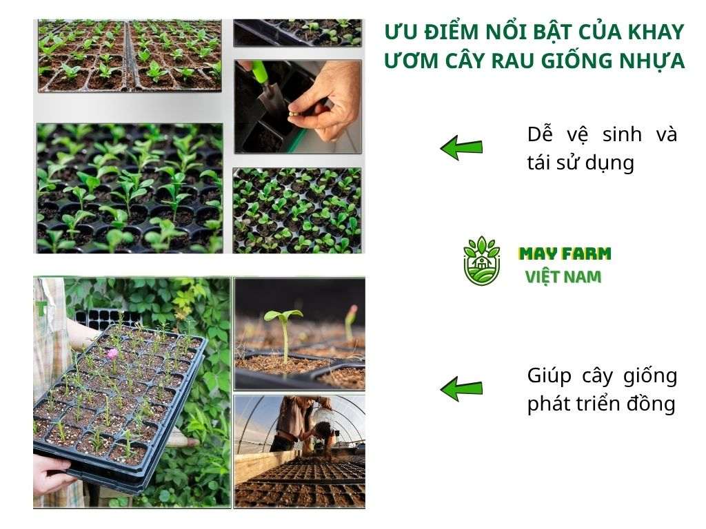 Ưu điểm nổi bật của khay ươm cây rau giống nhựa