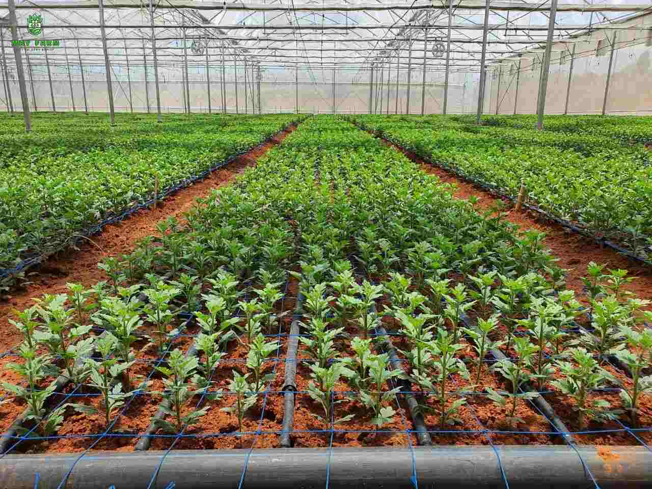 Tối ưu hóa năng suất cây trồng bằng hệ thống tưới