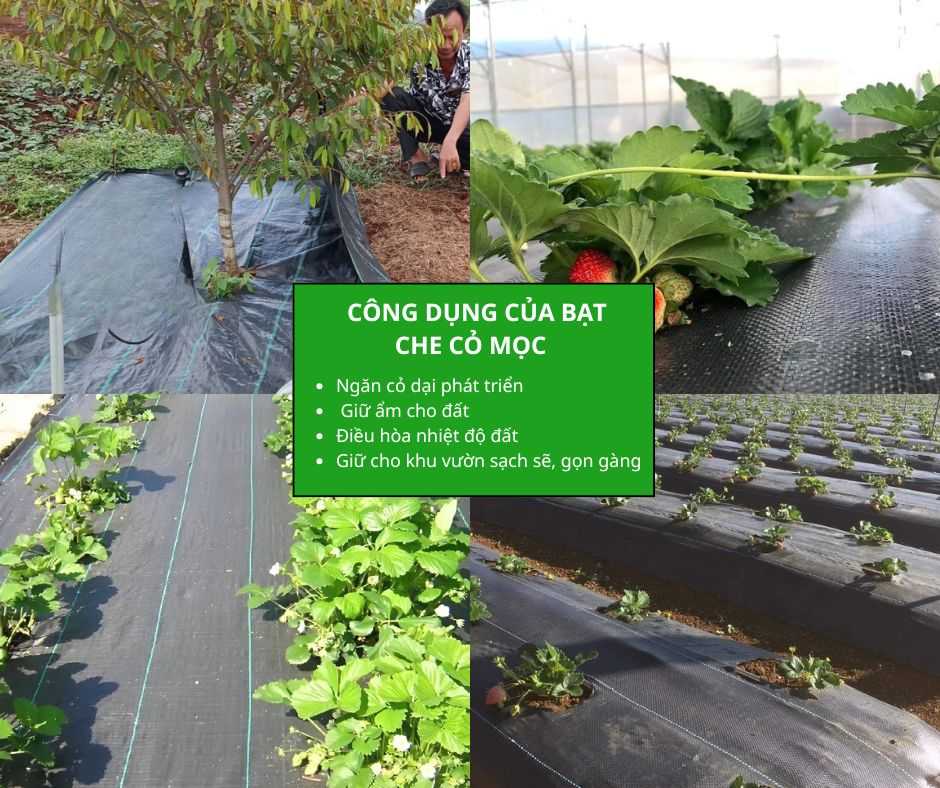 Công dụng của bạt che cỏ mọc trong nông nghiệp