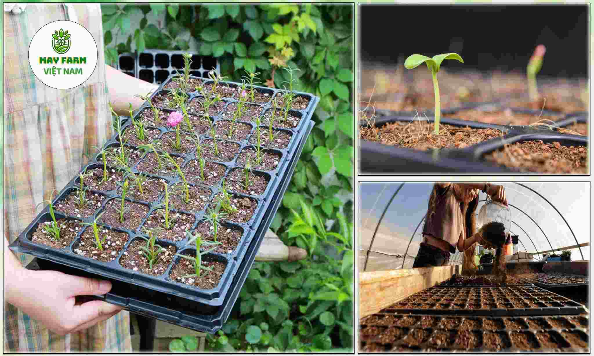 KIhay nhựa trồng rau cỡ lớn