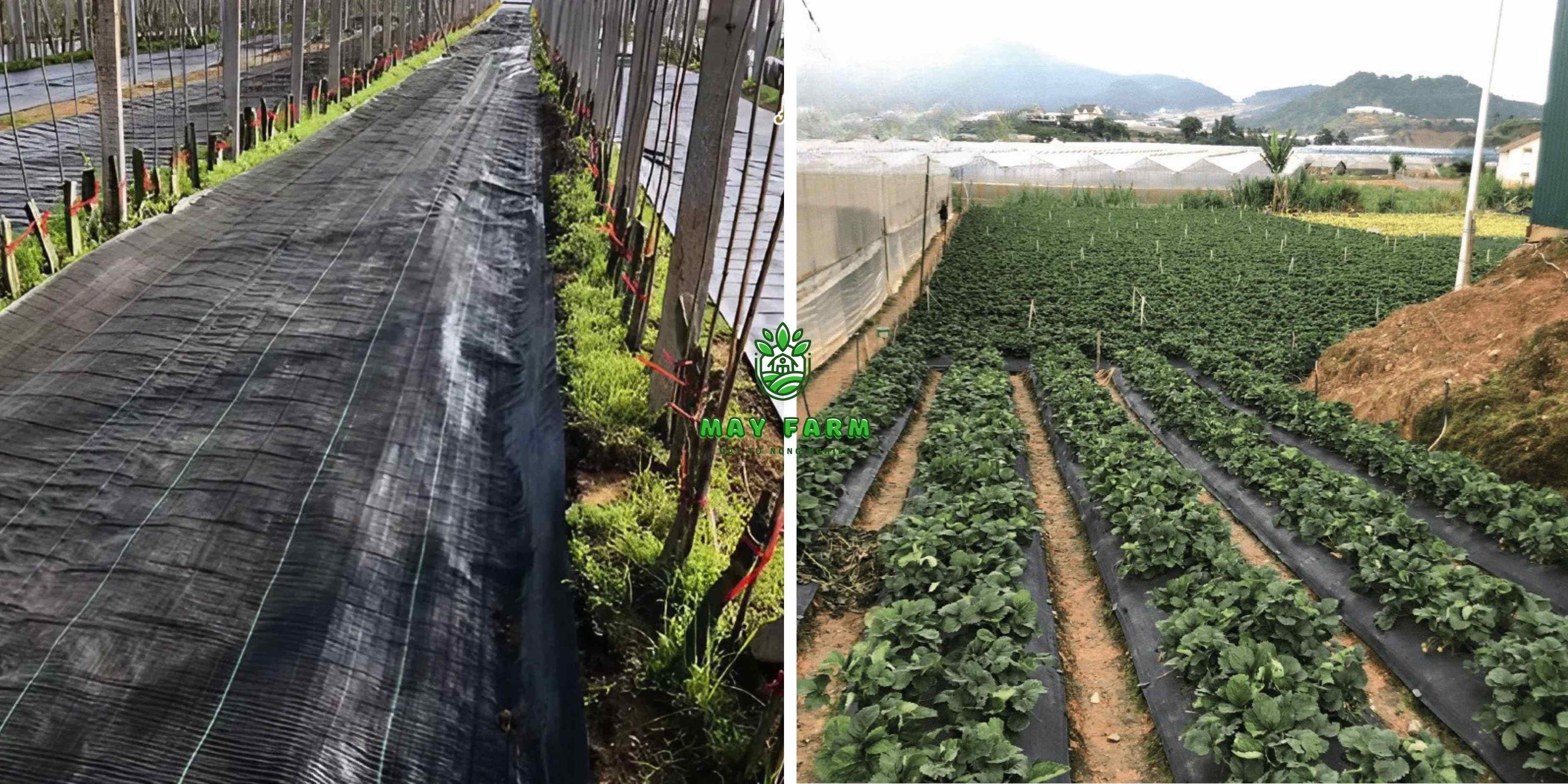 Ưu điểm nổi bật bạt phủ chống cỏ : tăng năng suất, dễ dàn thi công