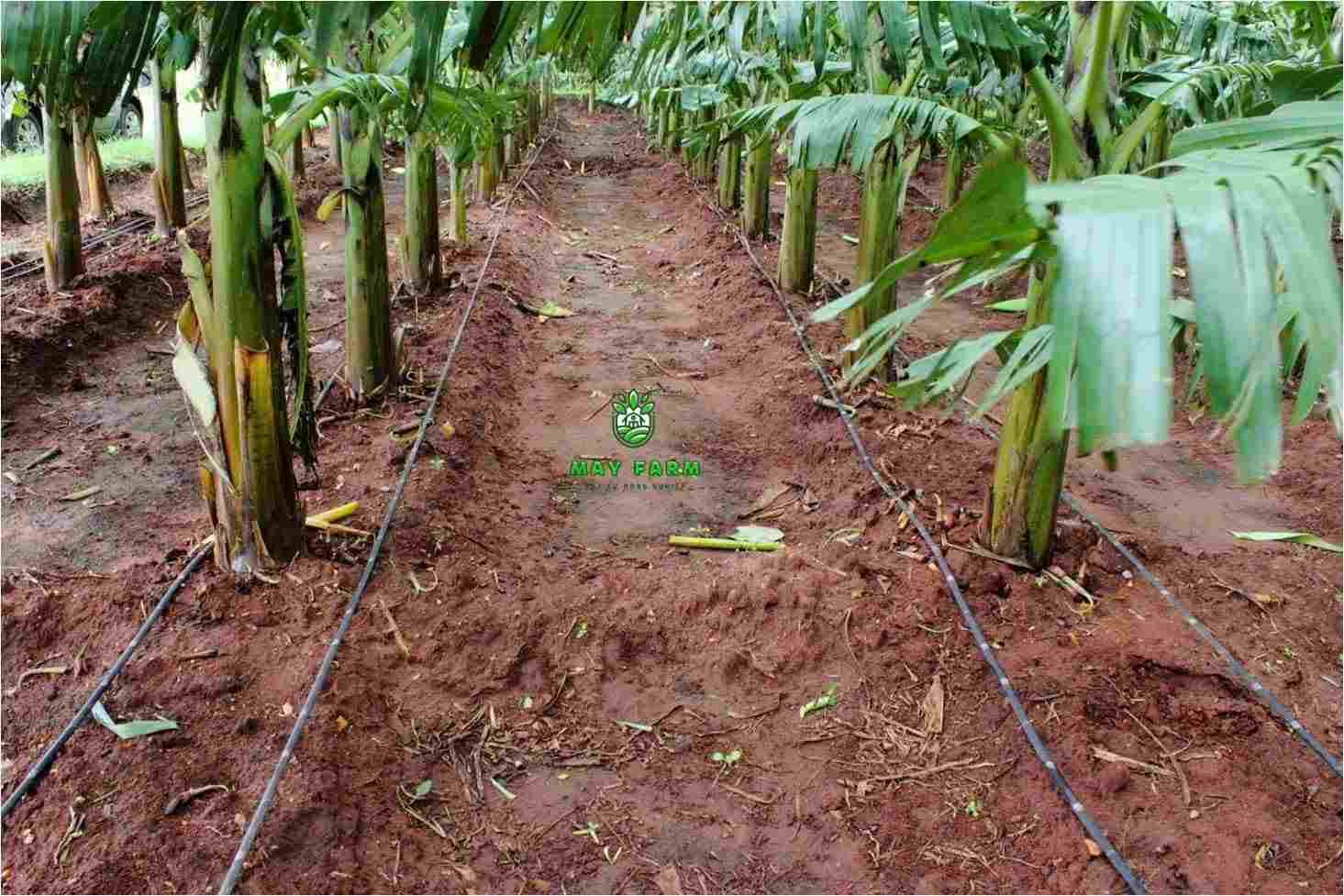 Thi công hệ thống tưới nhỏ giọt cho cây chuối