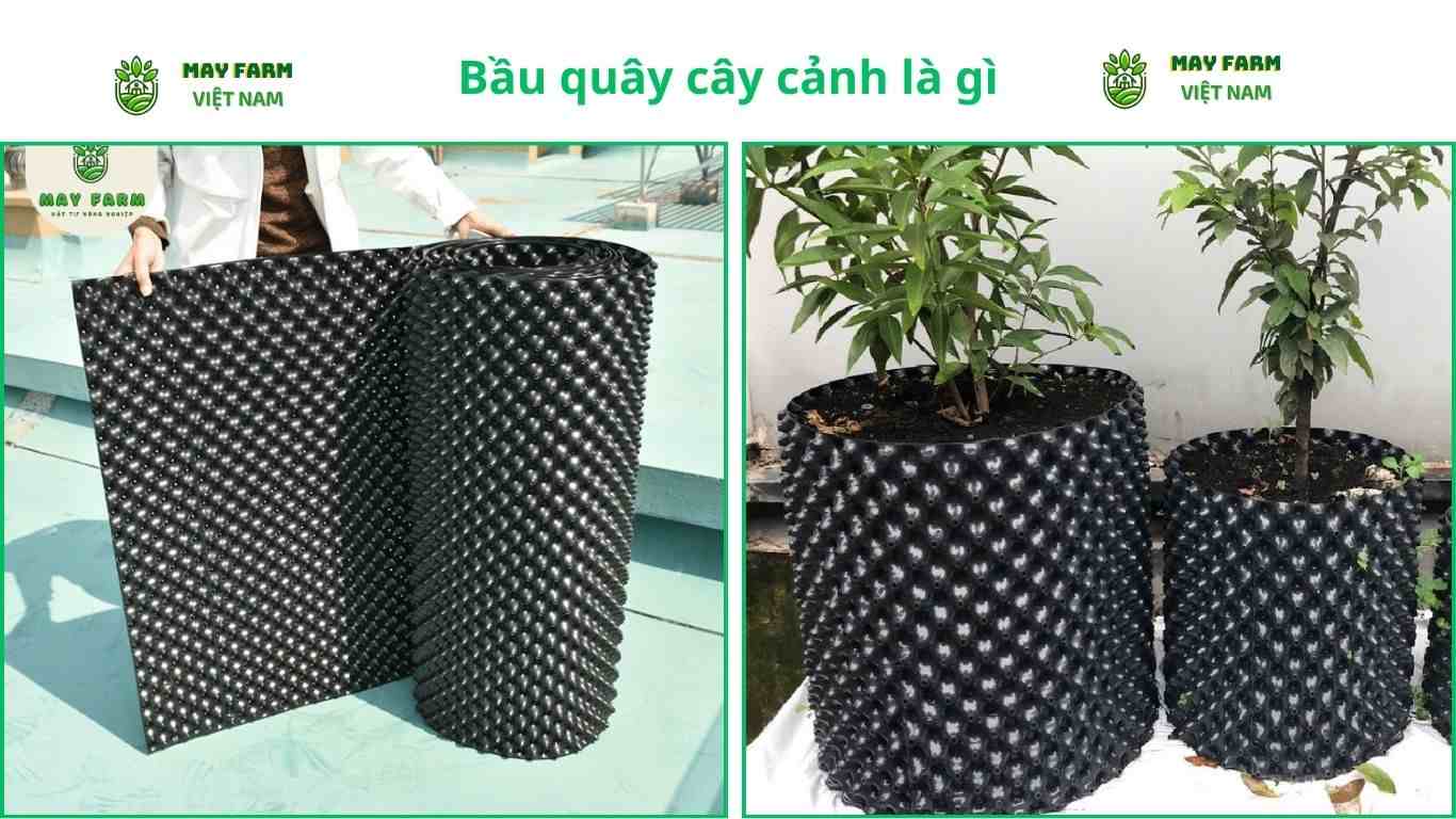 Bầu quây cây cảnh là gì