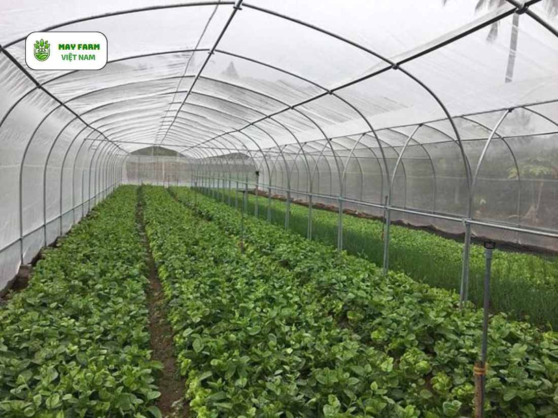 Tại sao nên xây dựng nhà kính trồng rau