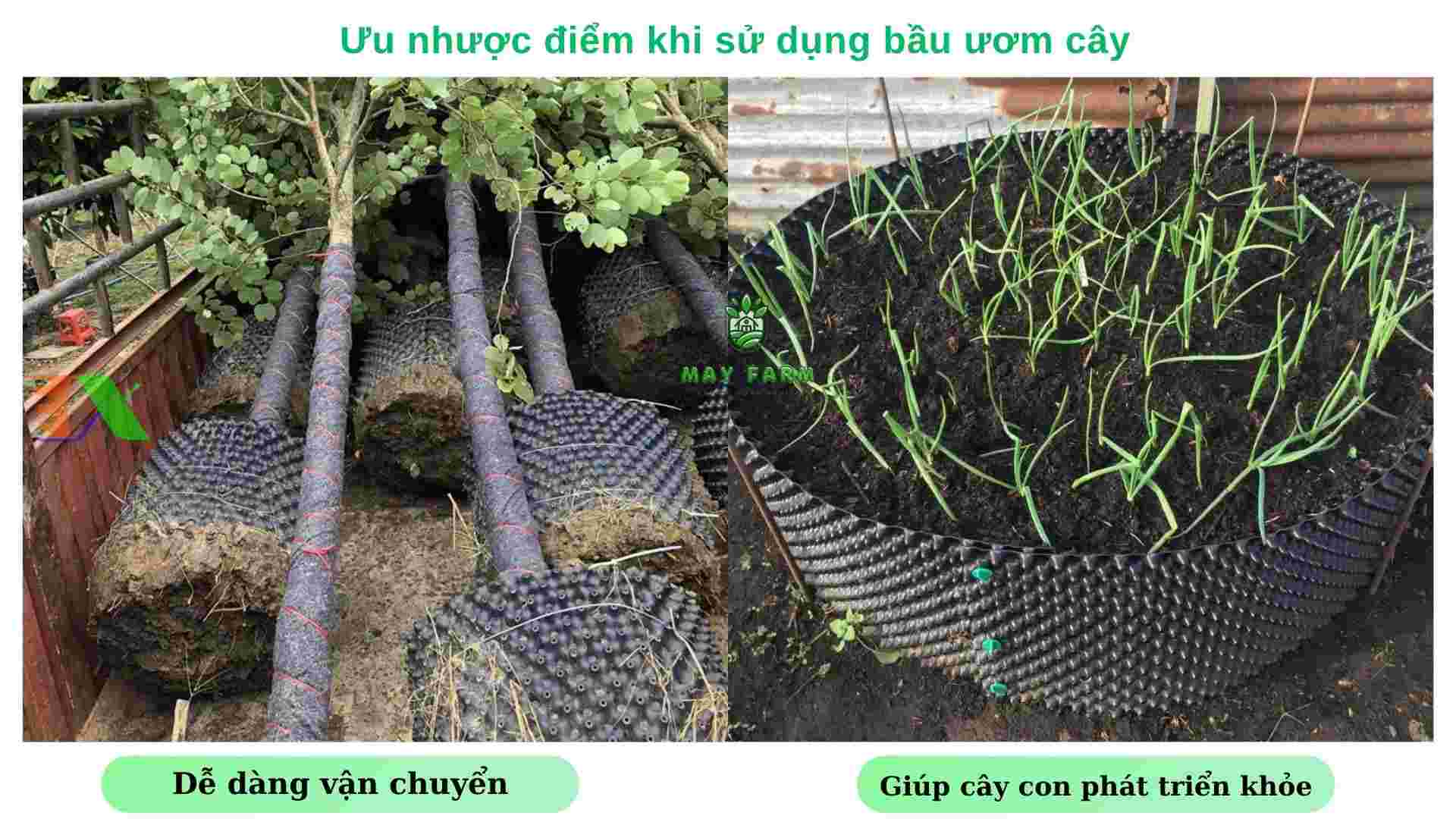Ưu nhược điểm khi sử dụng bầu ươm cây 