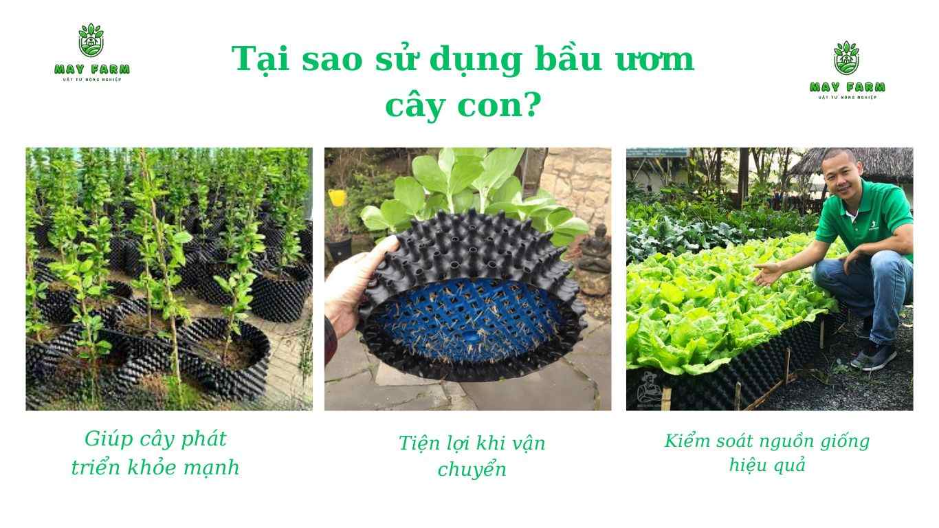 Lợi ích khi sử dụng bầu ươm cây con