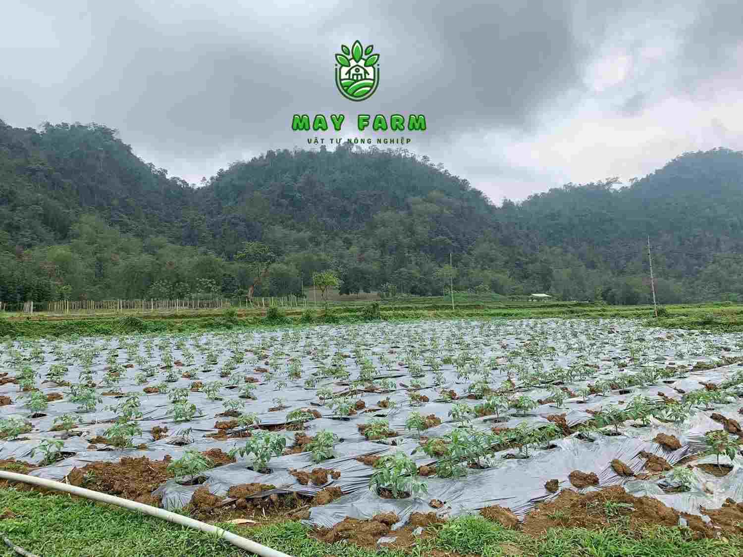 Lợi ích khi sử dụng đến màng phủ nông nghiệp