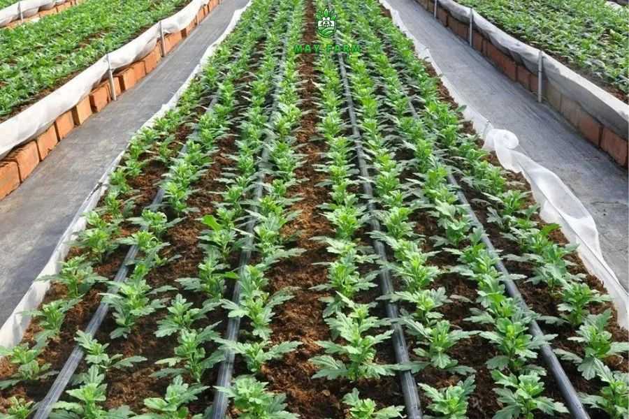 Trường hợp nên lắp đặt hệ thống tưới nhỏ giọt tại nhà