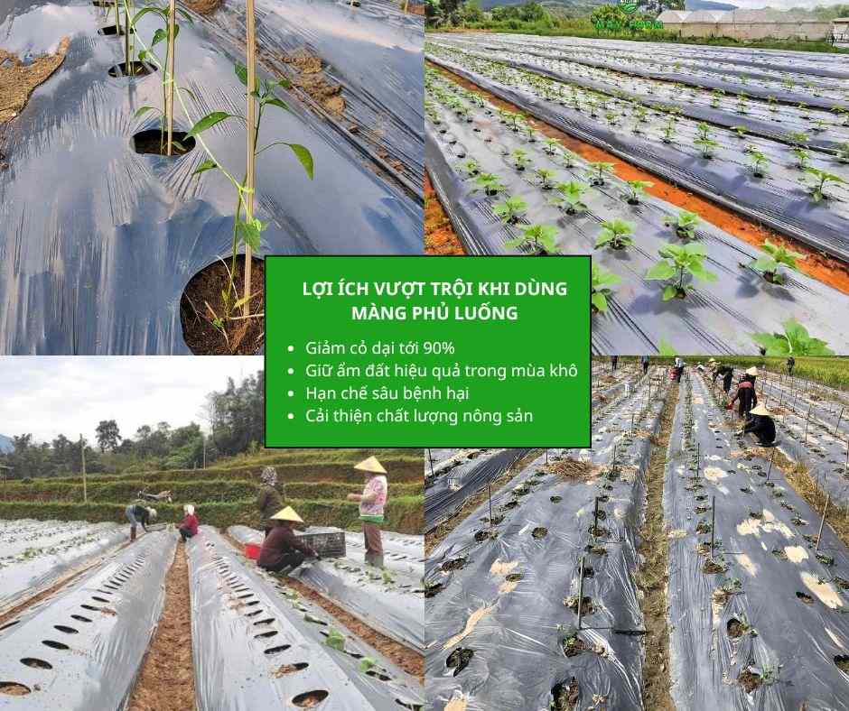  Lợi ích vượt trội khi dùng màng phủ luống nông nghiệp