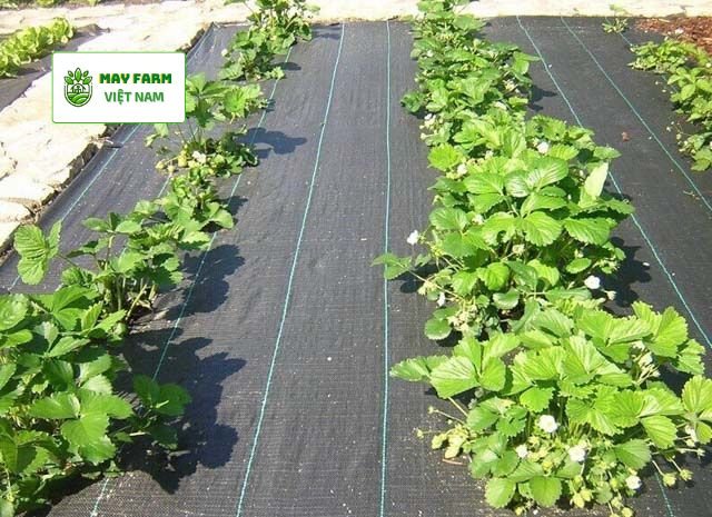  Vì sao nên dùng bạt trải diệt cỏ nông nghiệp