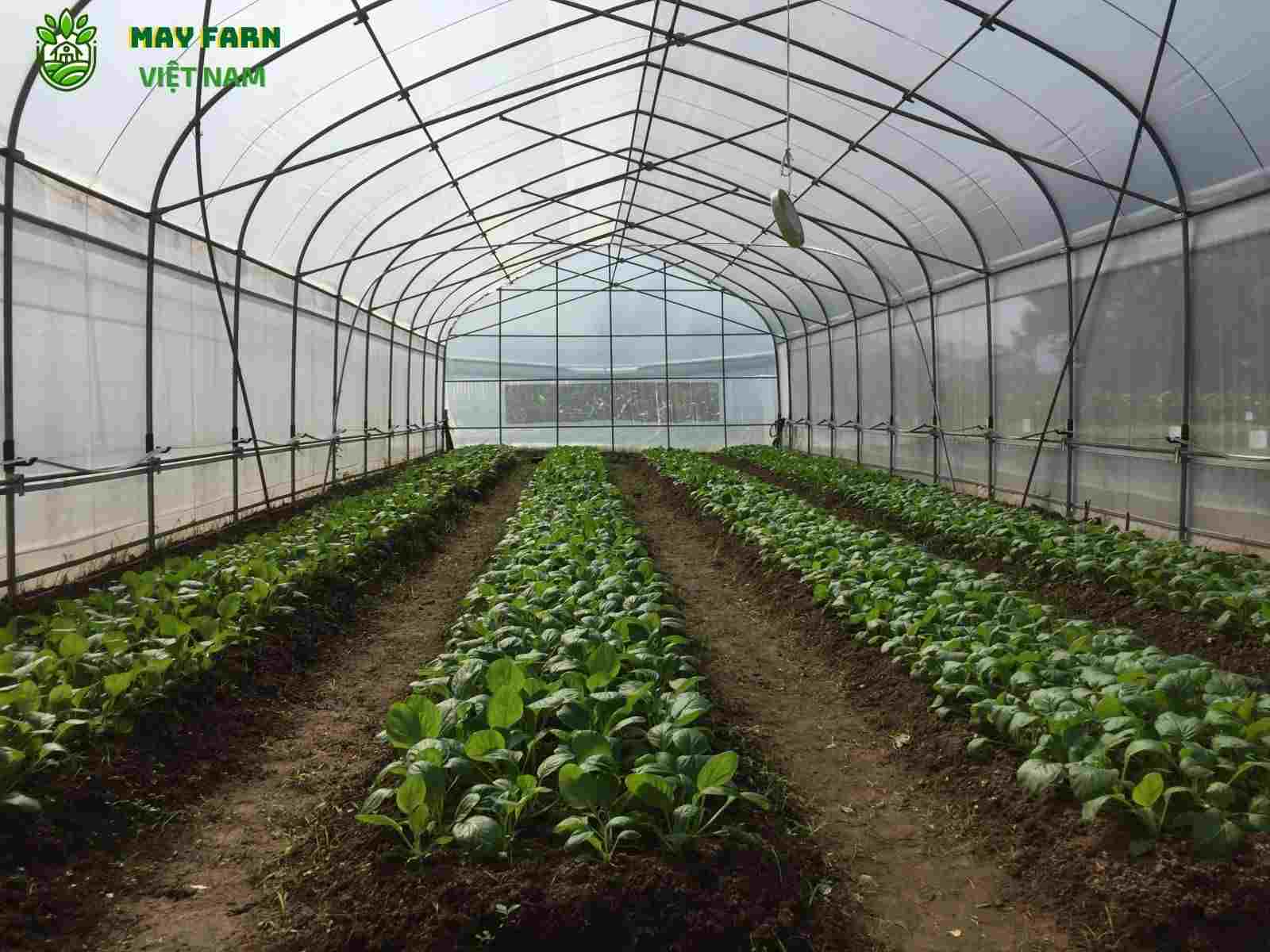 Bí quyết chọn màng nhà kính giá rẻ, bền đẹp