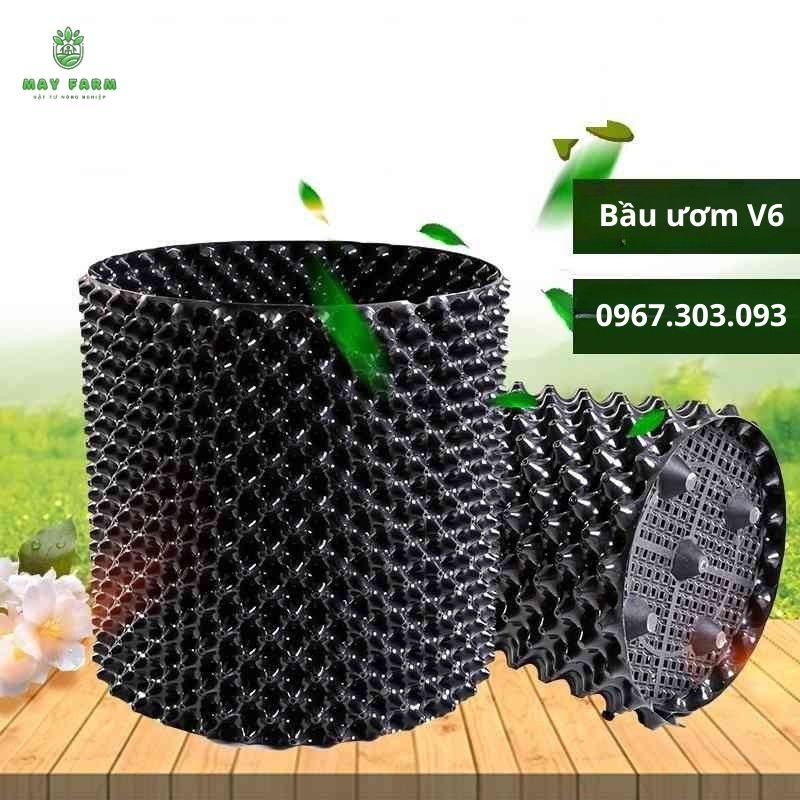 Bầu ươm V6