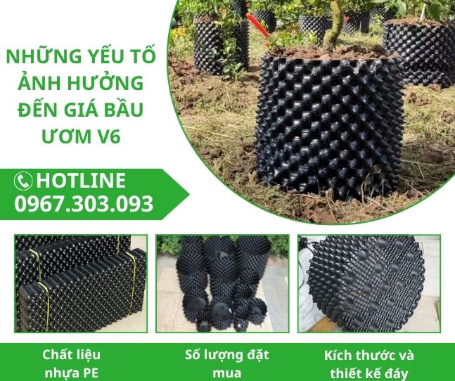 Những yếu tố ảnh hưởng đến giá bầu ươm V6
