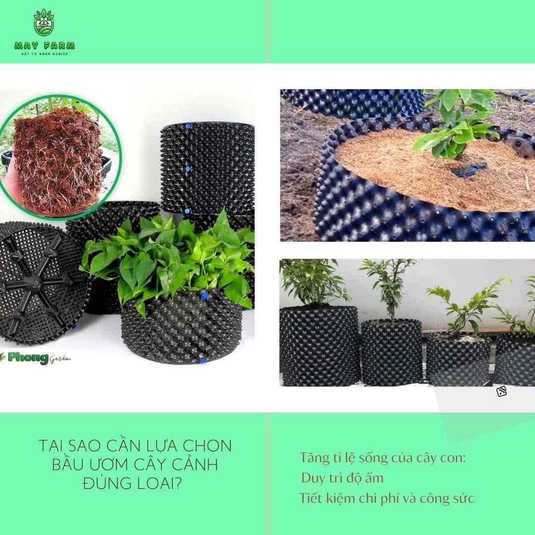  Tại sao cần lựa chọn bầu ươm cây cảnh đúng loại