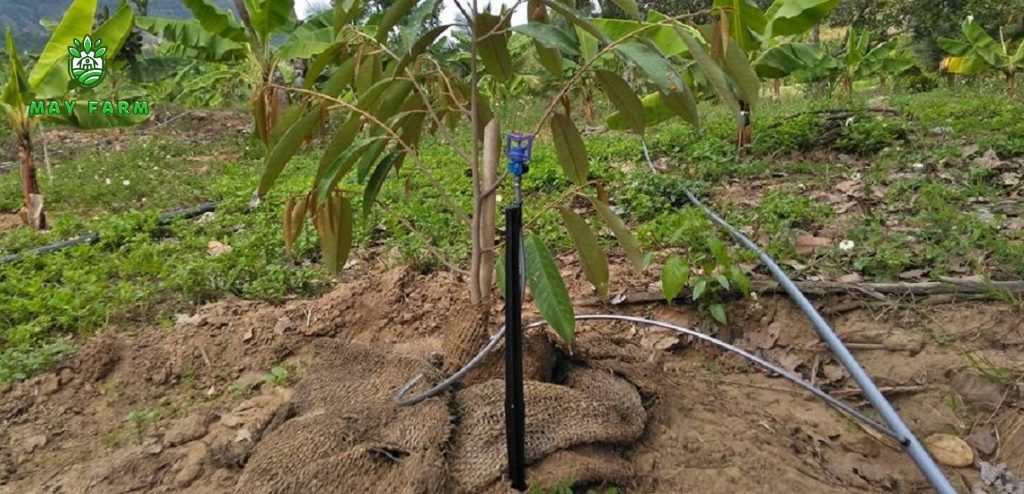 Thi công hệ thống tưới cho cây sầu riêng bao gói chất lượng