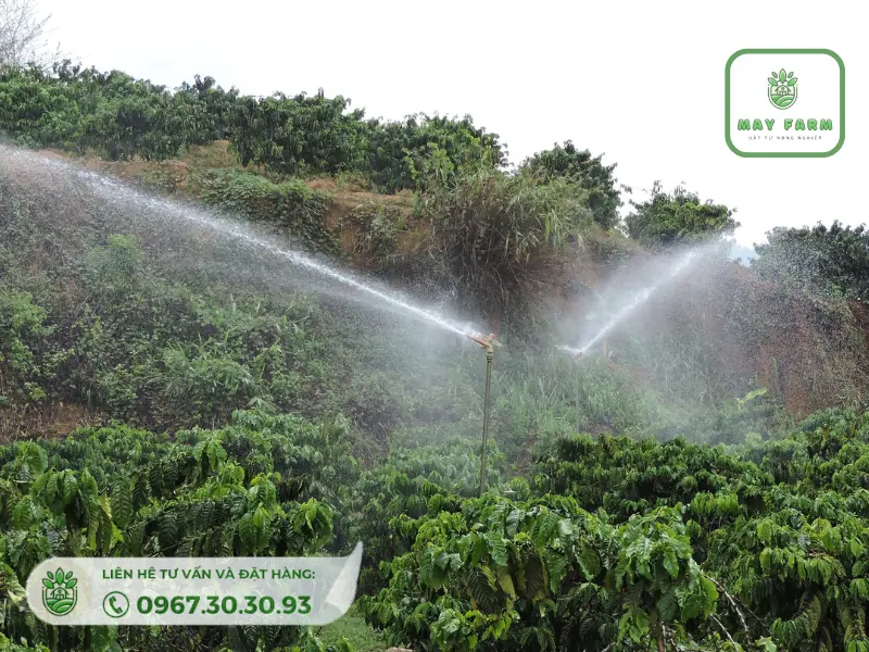 hệ thống tưới nước giúp cây sinh trưởng tốt, cải thiện năng suất đáng kể